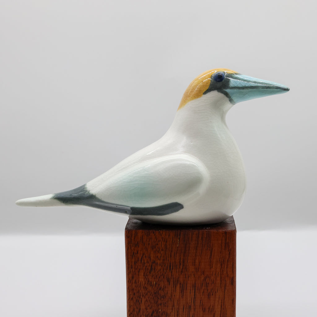 Tākapu | Australasian Gannet