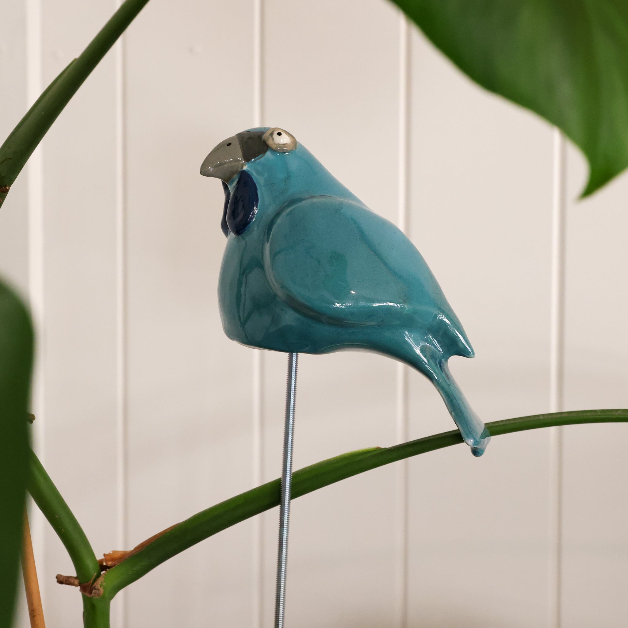 Kokako