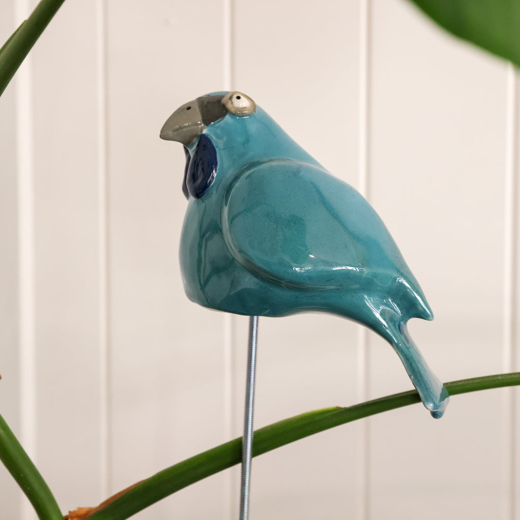 Kokako